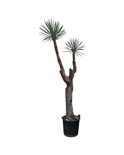 Yucca filifera "Multihead" (YFM-1)