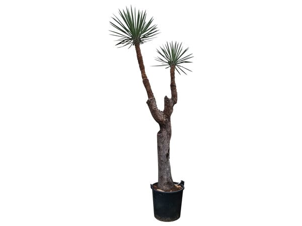 Yucca filifera "Multihead" (YFM-1)