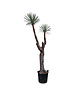  Yucca filifera "Multihead" (YFM-1)