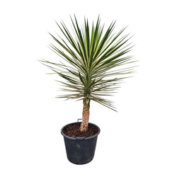 Yucca aloifolia "Marginata"