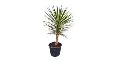 Yucca aloifolia "Marginata"