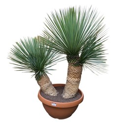 Yucca rostrata "Multitrunc"
