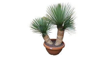Yucca rostrata "Multitrunc"