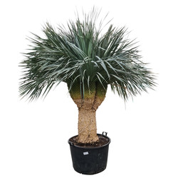 Yucca rostrata "Multihead"