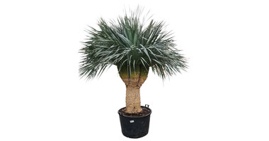 Yucca rostrata "Multihead"