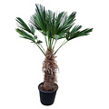Trachycarpus wagnerianus (stamhoogte 85cm)