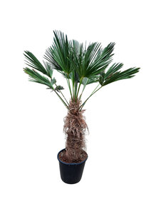  Trachycarpus wagnerianus (stamhoogte 85cm)