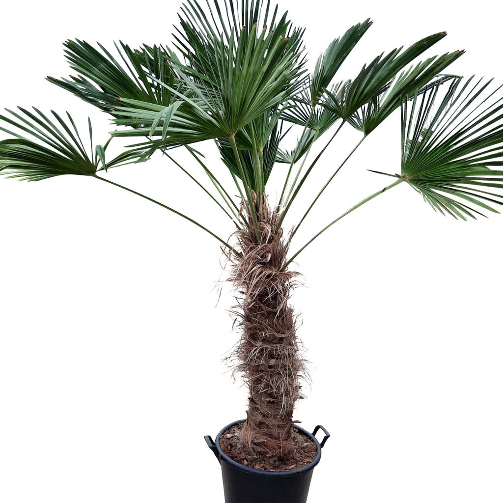 Trachycarpus wagnerianus (stamhoogte 105 cm)