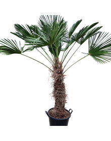 Trachycarpus wagnerianus (stamhoogte 105 cm)