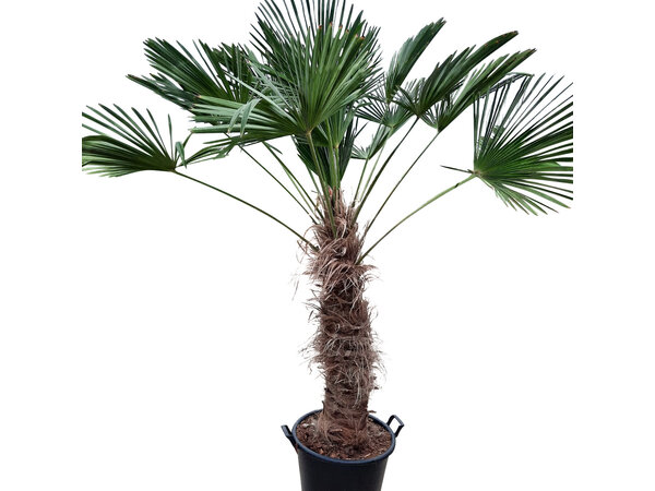 Trachycarpus wagnerianus (stamhoogte 105 cm)