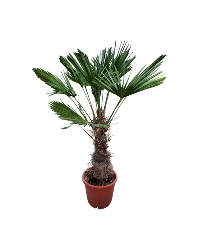  Trachycarpus wagnerianus (stamhoogte 70 cm )