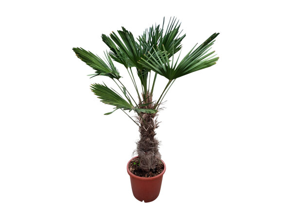 Trachycarpus wagnerianus (stamhoogte 70 cm )