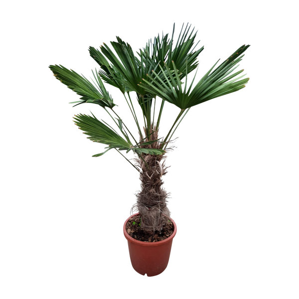 Trachycarpus wagnerianus (stamhoogte 70 cm )