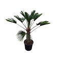 Trachycarpus wagnerianus (stamhoogte 60 cm)
