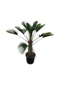  Trachycarpus wagnerianus (stamhoogte 60 cm)