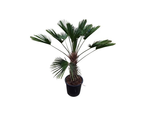 Trachycarpus wagnerianus (stamhoogte 60 cm)