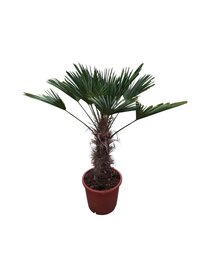 Trachycarpus wagnerianus (stamhoogte 65 cm )