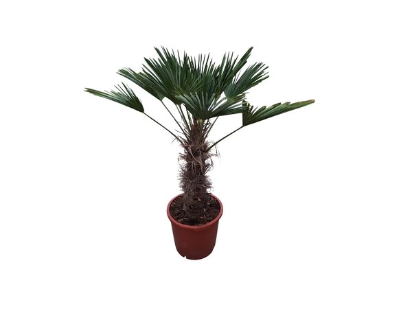 Trachycarpus wagnerianus (stamhoogte 65 cm )