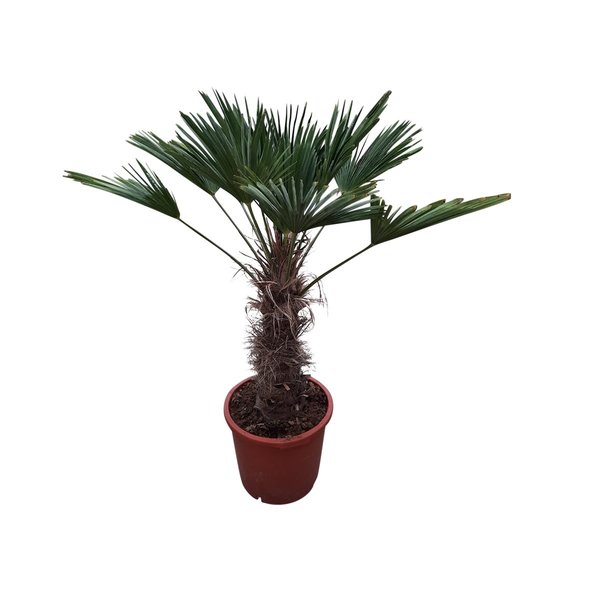Trachycarpus wagnerianus (stamhoogte 65 cm )