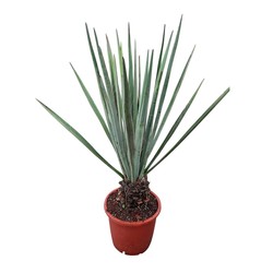 Yucca baccata