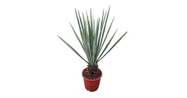 Yucca baccata