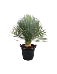  Yucca rostrata "Superior" 80-90 cm