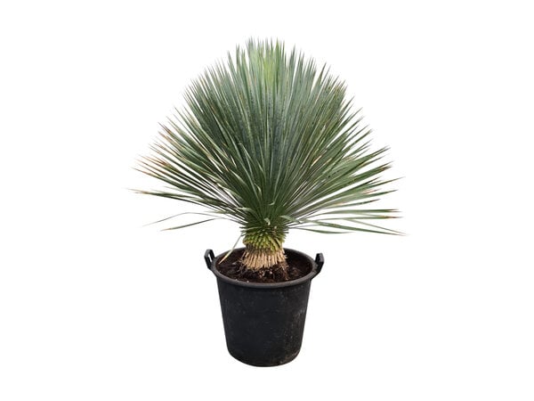 Yucca rostrata "Superior" 80-90 cm