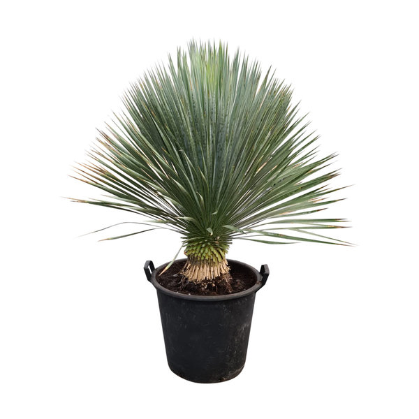 Yucca rostrata "Superior" 80-90 cm