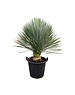  Yucca rostrata "Superior" 80-90 cm