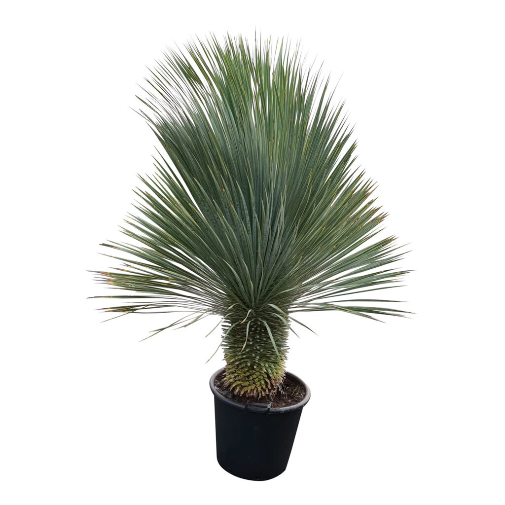 Yucca rostrata "Superior" 150-160 cm