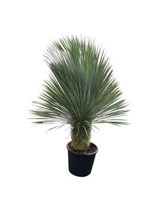  Yucca rostrata "Superior" 150-160 cm