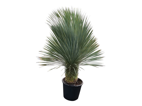 Yucca rostrata "Superior" 150-160 cm