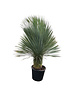  Yucca rostrata "Superior" 150-160 cm