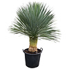  Yucca rostrata "Superior" 120-130 cm