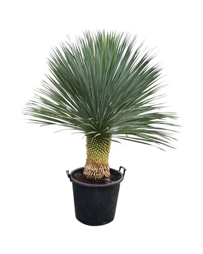  Yucca rostrata "Superior" 120-130 cm