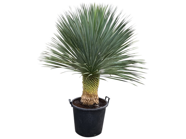 Yucca rostrata "Superior" 120-130 cm