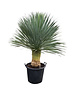  Yucca rostrata "Superior" 120-130 cm