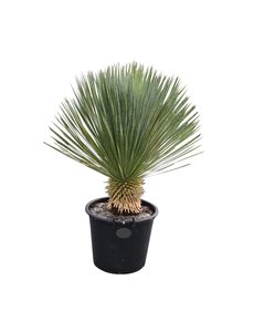  Yucca rostrata "Superior" 70-80 cm