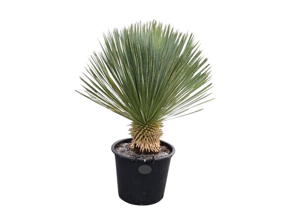 Yucca rostrata "Superior" 70-80 cm