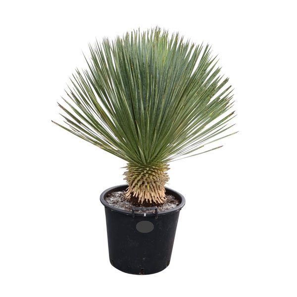 Yucca rostrata "Superior" 70-80 cm