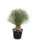  Yucca rostrata "Superior" 70-80 cm