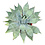 Agave nussaviorum (pot C-35)
