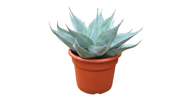 Agave ovatifolia