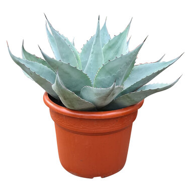 Agave ovatifolia