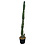 Cereus peruvianus "Monstruosus" (140-150 cm)