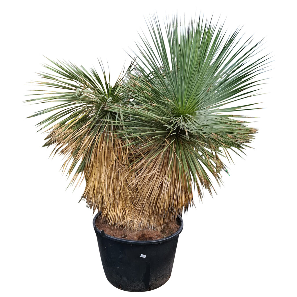 Yucca rostrata "Hidra" (D)