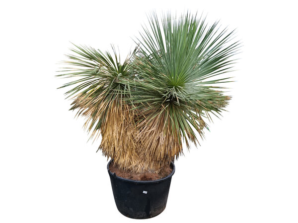 Yucca rostrata "Hidra" (D)