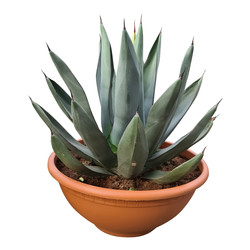 Agave sharkskin
