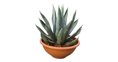 Agave sharkskin