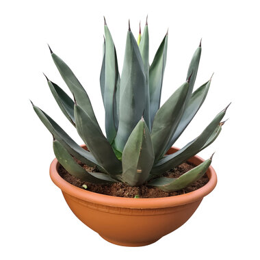Agave sharkskin